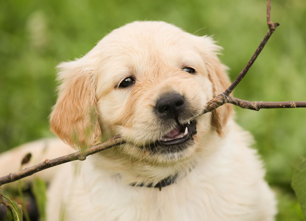 Puppy